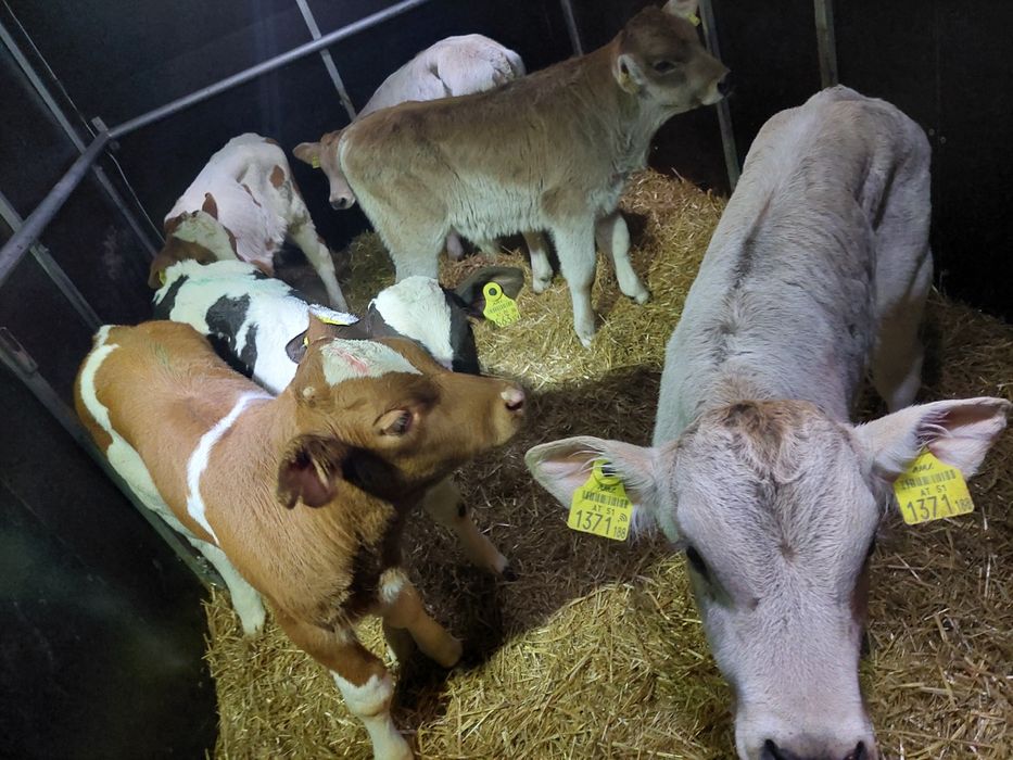 Byczki miesne Wyszkow