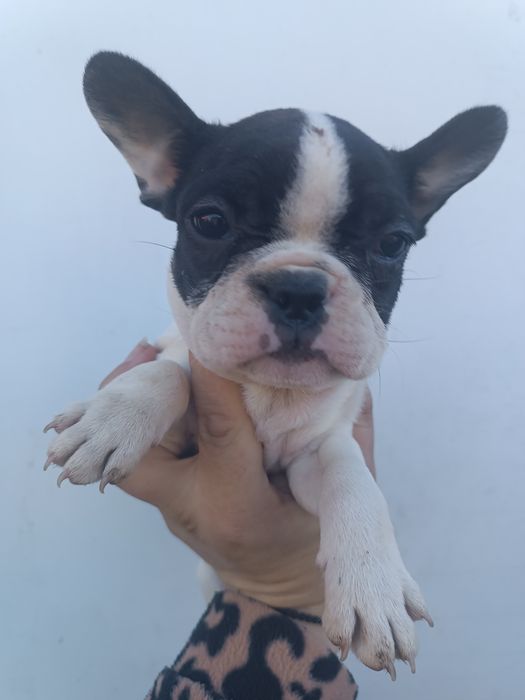 Різних розкрасів, різних цін, різної статі, чистокровні французики