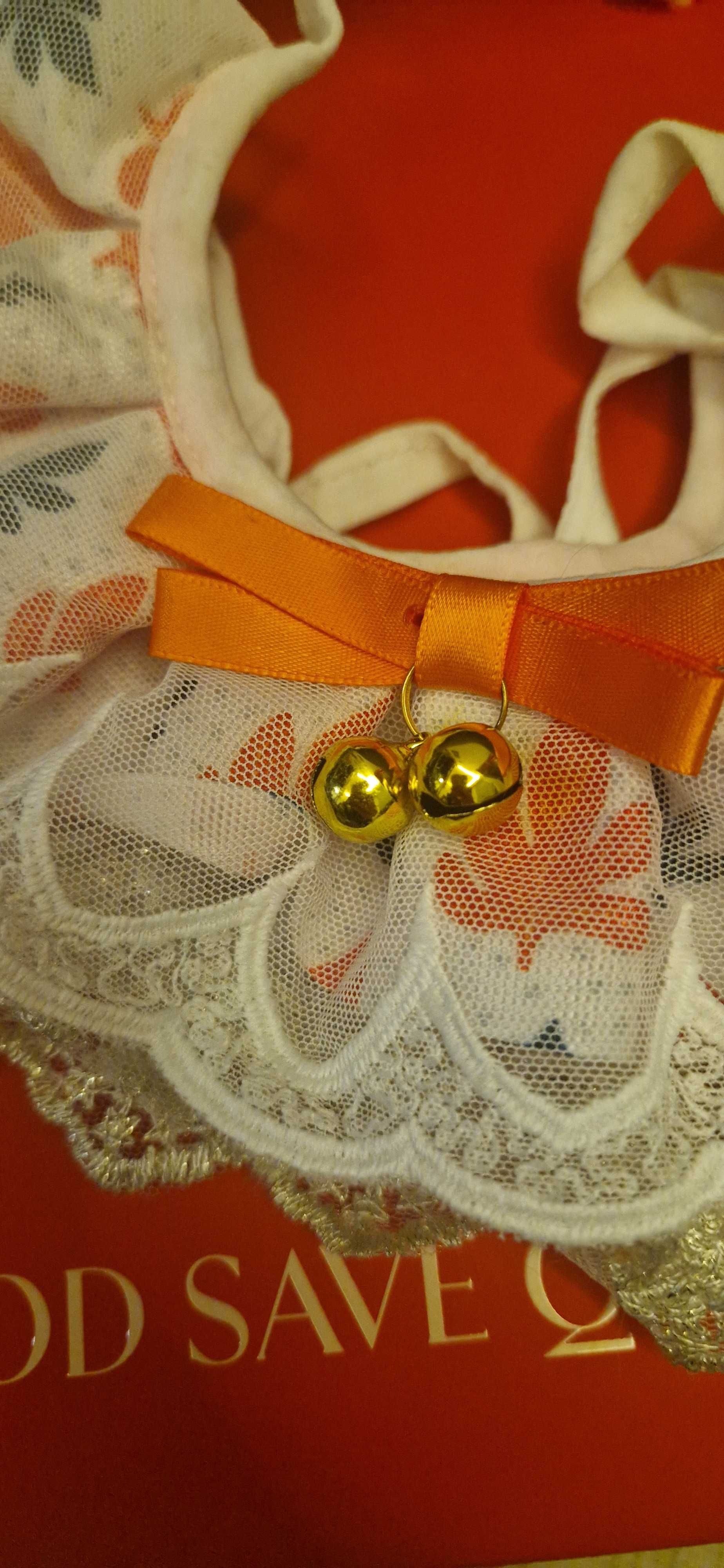 Collar for cat, obroża dla kota