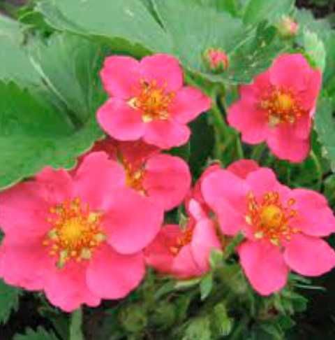 садовое куст годжи, шелковица ирис флоксы лилейник фиалка медуница