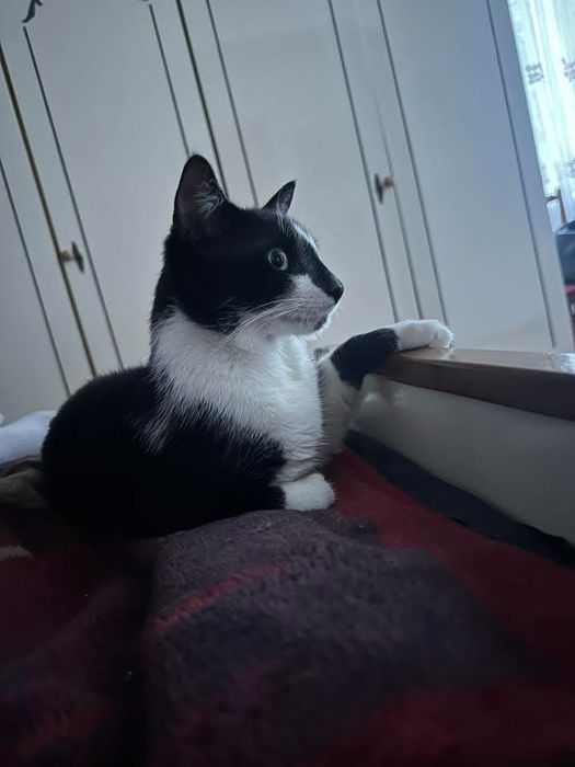 Віддам котика в добрі руки