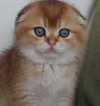 Kocurek Szkocki Zwisłouchy PZF. WCF Scottish Fold Złota Szynszyla