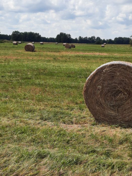 Siano w belach 120x120