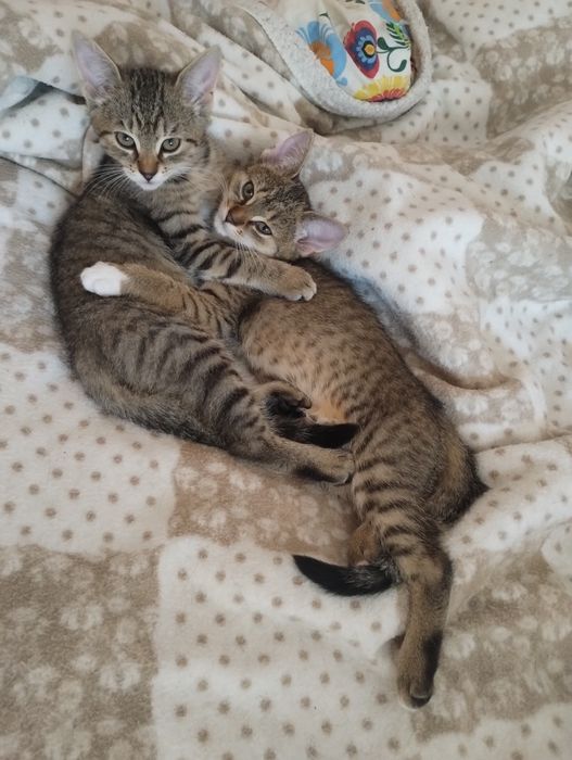 Dwie 14 tygodniowe kotki szukają niewychodzących domów