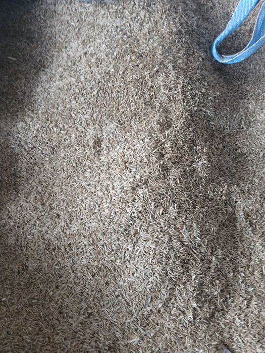 Nasiona trawy 5 zł/ kg