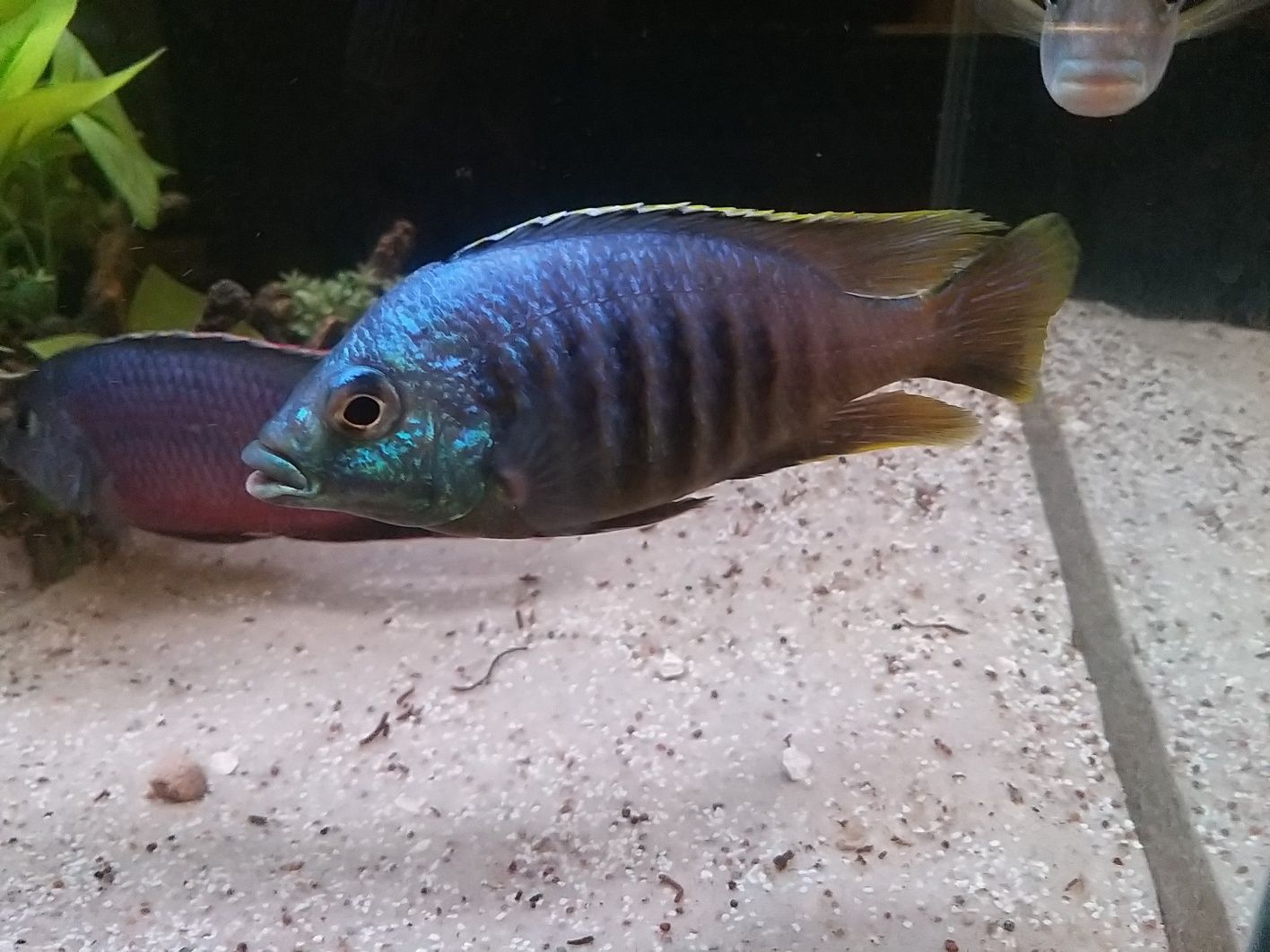 Placidochromis Jalo Reef F2