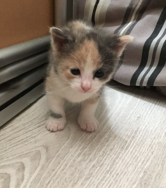 Кошенята, коти, сибірські кошенята, породні кошенята в добрі руки !