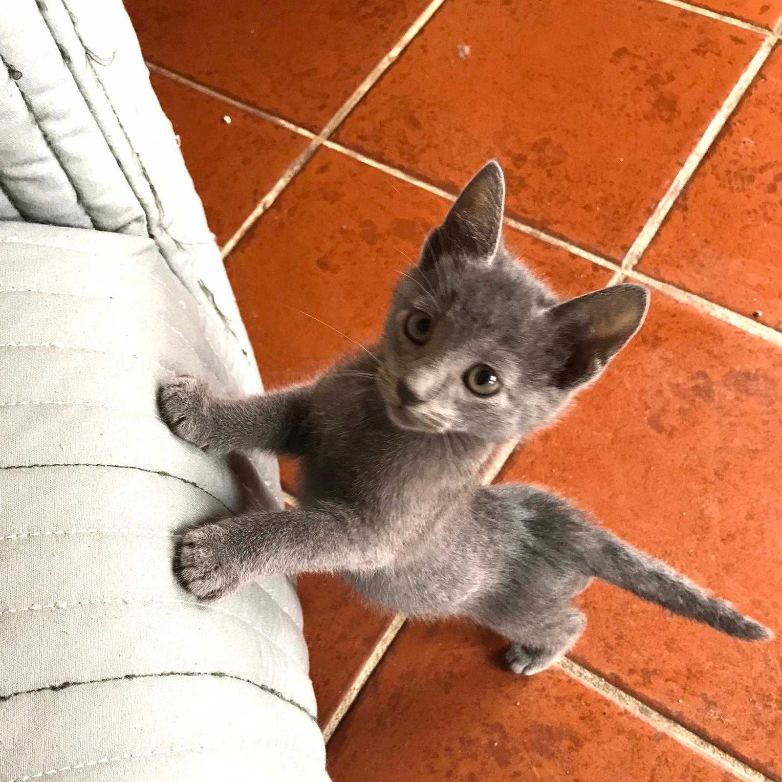 Linda gatinha Azul alegria e amor em casa