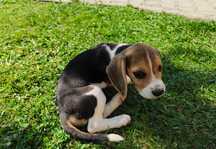 Szczeniak Beagle (Zarezerwowane)