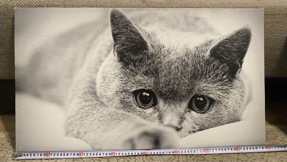 Картини Кішка та Британський Автобус