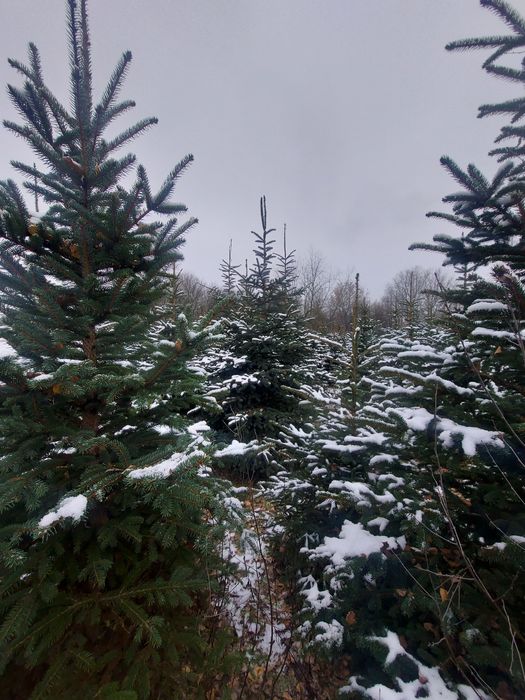 Choinki świerki zielone i srebrzyste