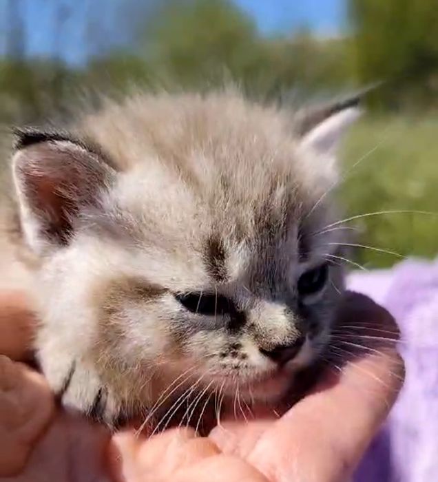 Котик ,окрас шоколадный таби