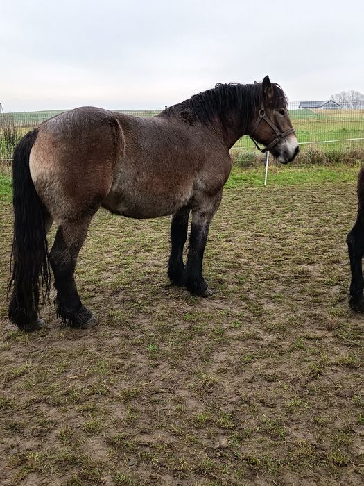 Klacz zimnokrwista typ sztumski