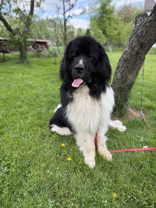 Fryzjer dla psów z dojazdem do klienta.