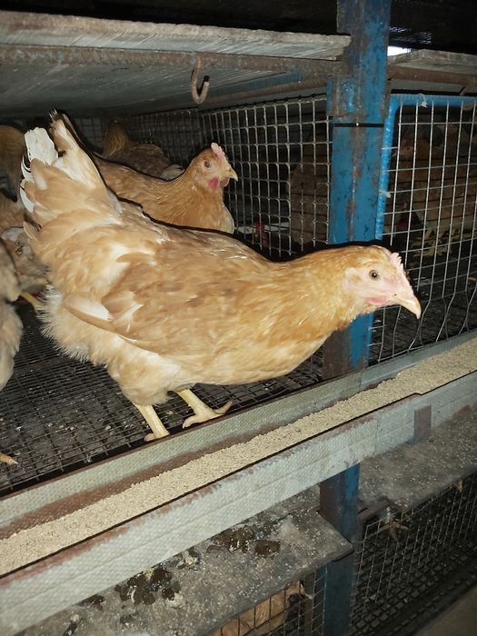 Чешський Домінант 4,5 місяця