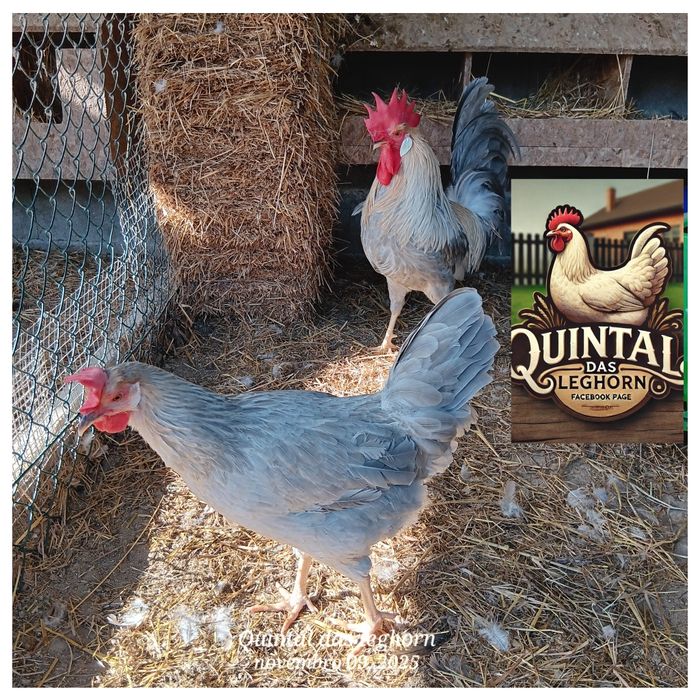 Leghorn Brawn,Isabela, White e Azur