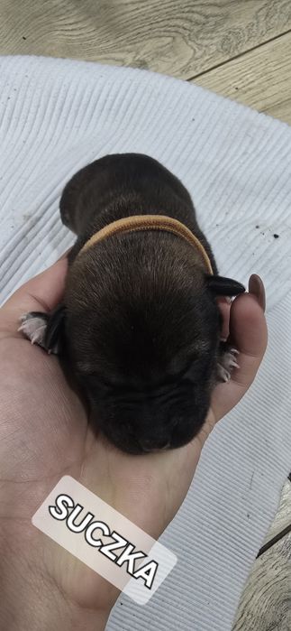 Oddam W Dobre Ręce [ mama amstaff ]