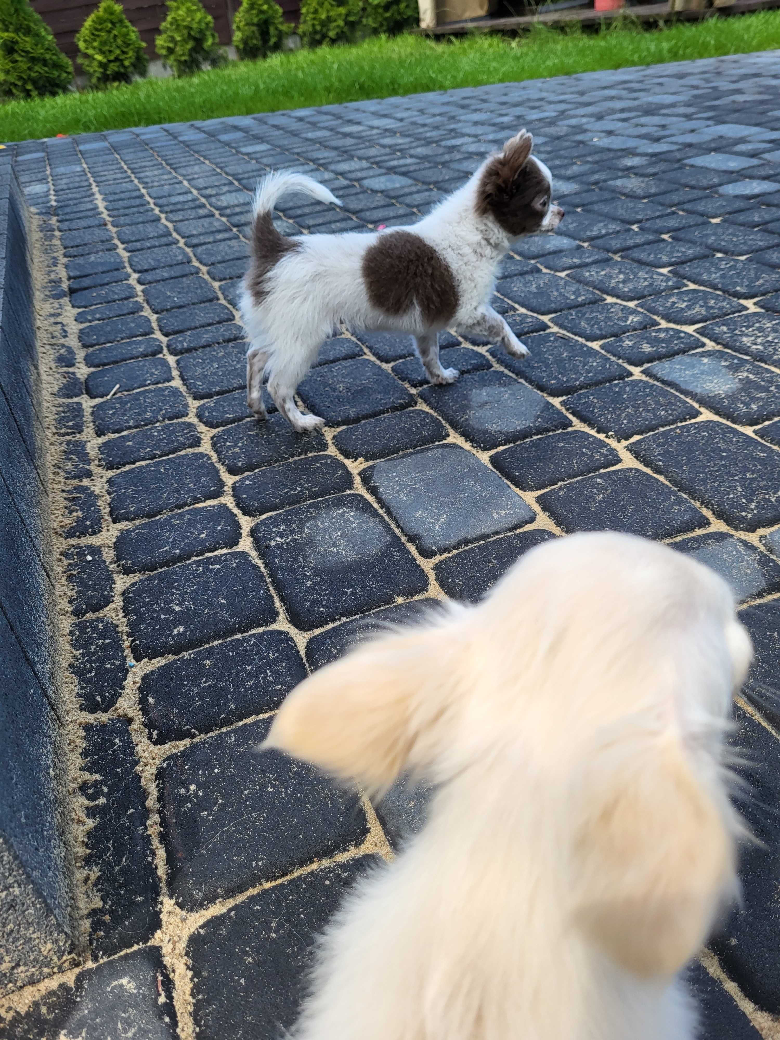Sunia chihuahua długowłosa