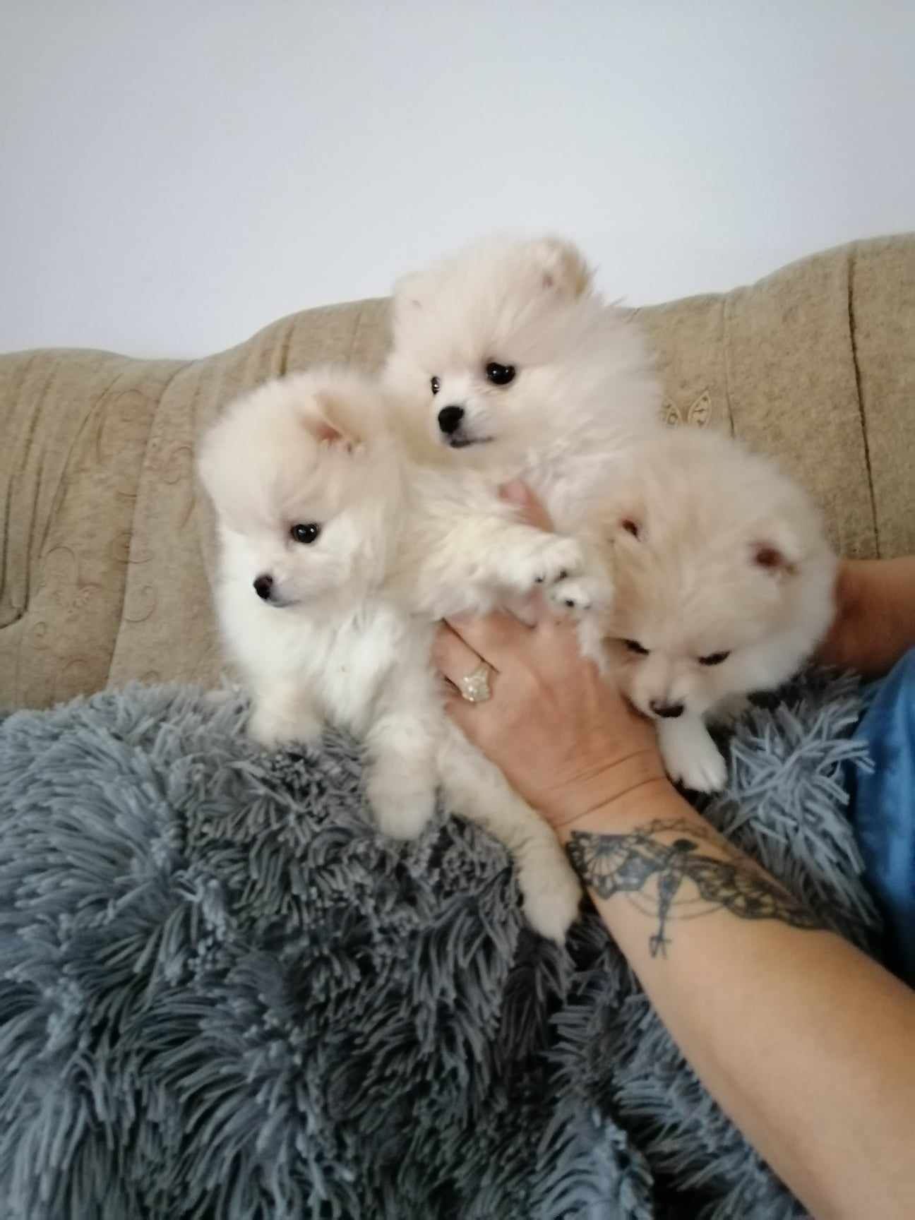 Szpic miniaturowy pomeranian