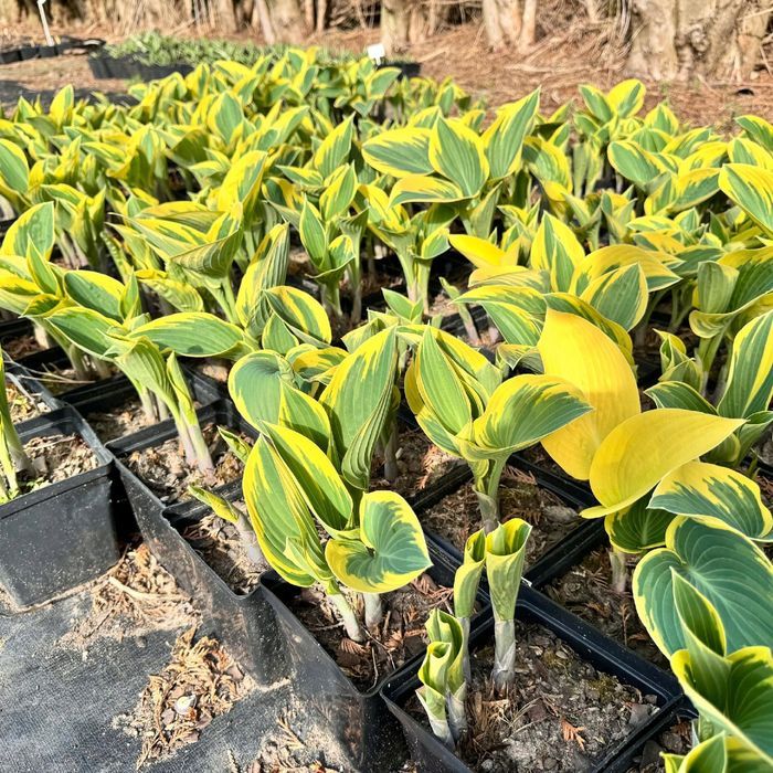 Funkia Hosta 'First Frost' W DONICZCE 2.0L Żółte brzegi, liście
