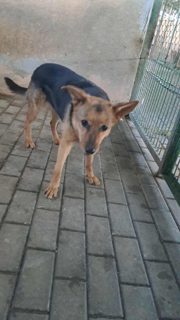 Wiki do pilnej adopcji!