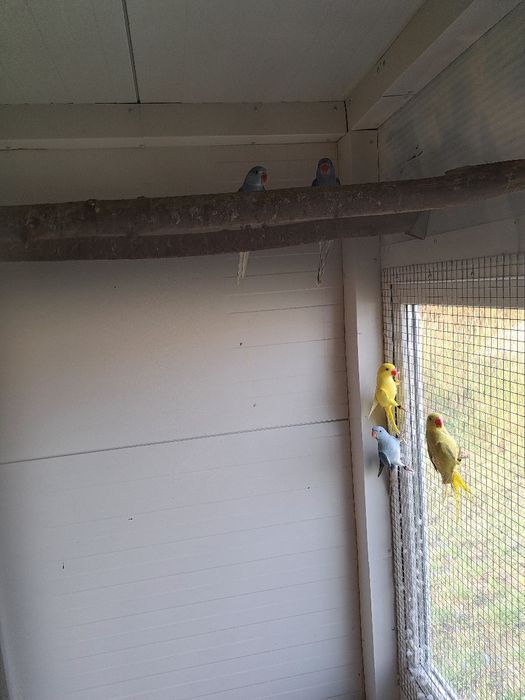 Aleksandretty obrożne