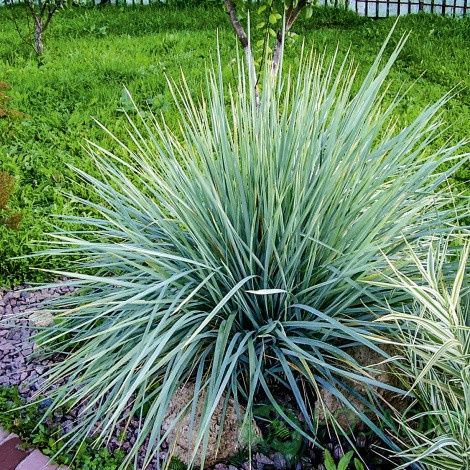 Самшит недорого, елімус