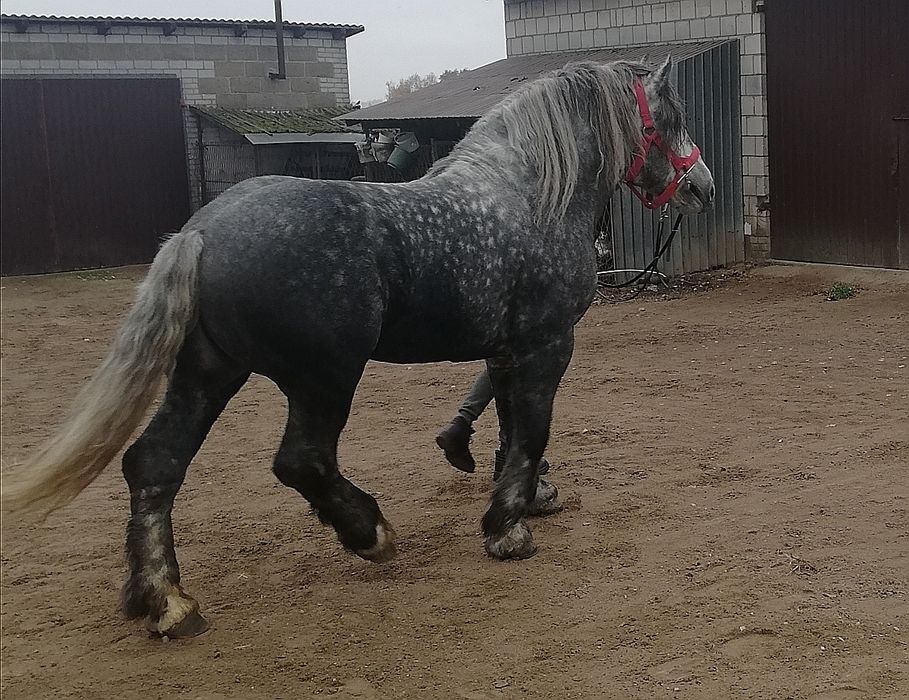 Koń zimnokrwisti Perszeron.