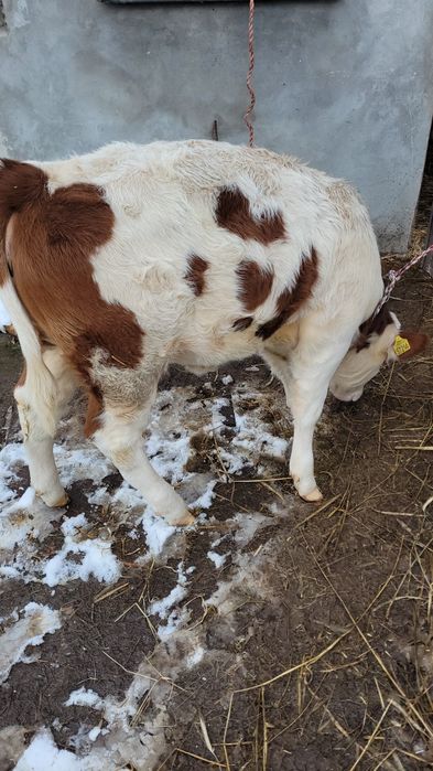Jałówka mięsna  odsadek simental