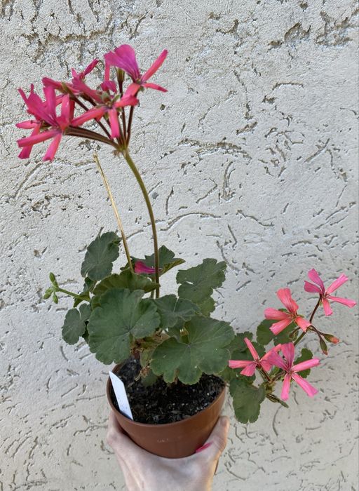 Пеларгонія з цвітом Fhishers applebossom, Pink Tarantula