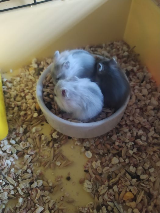 Джунгарский хомяк