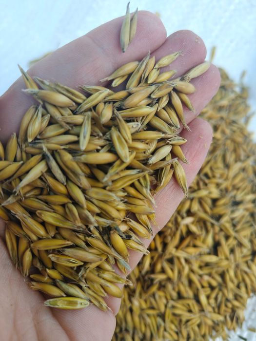 Pszenica, owies, pszenżyto, gryka