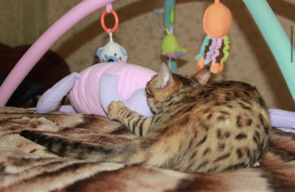 Бенгальские котята