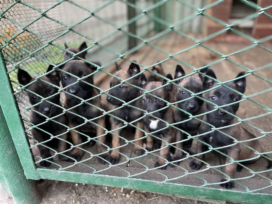 Щенки Бельгійської вівчарки Малінуа