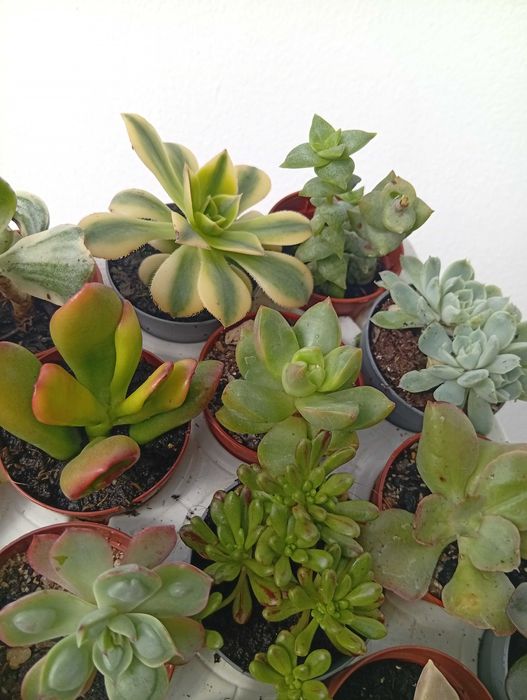 Suculentas 20 unidades