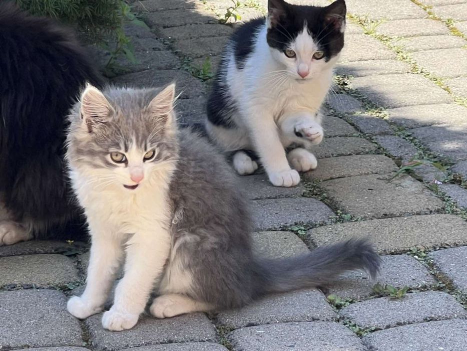 Продам котенят в добрі руки