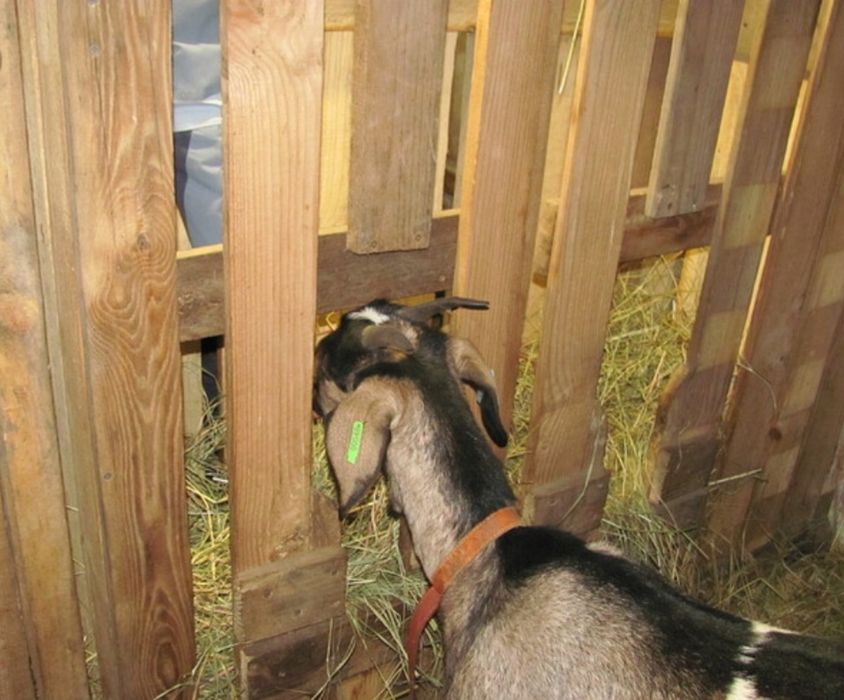 СІНО СОБАКАМ в будку в тюках (кукурузне и др), сено для корма, декор.