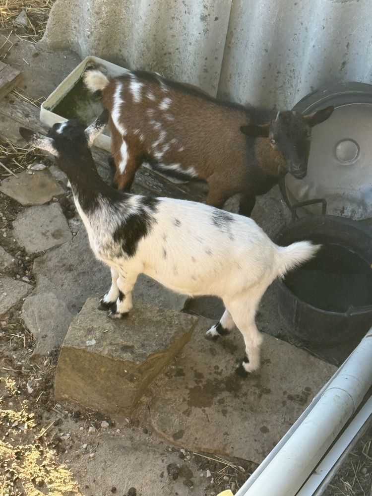 Vende se Cabritos 60 euros cada um