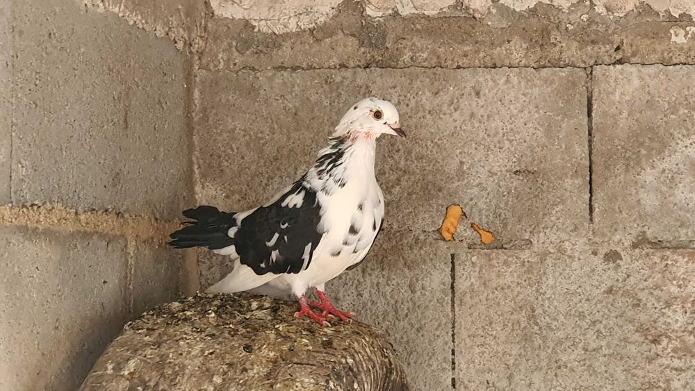 Pombas de varias cores