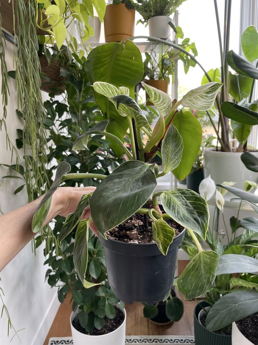 Філодендрон Біркін philodendron birkin