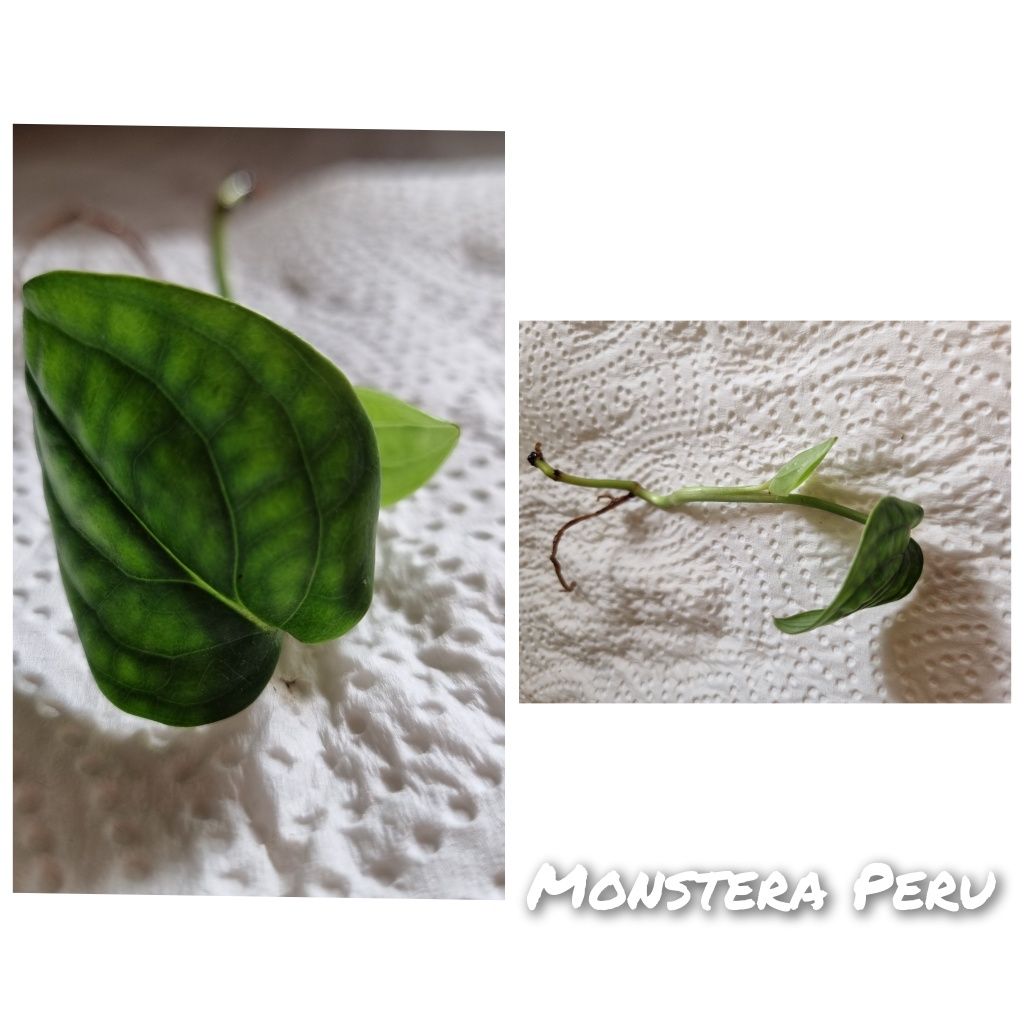 Monstera Peru, ukorzenione pędówki