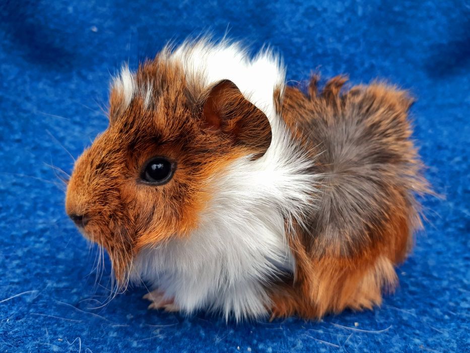 Морская свинка мальчик
