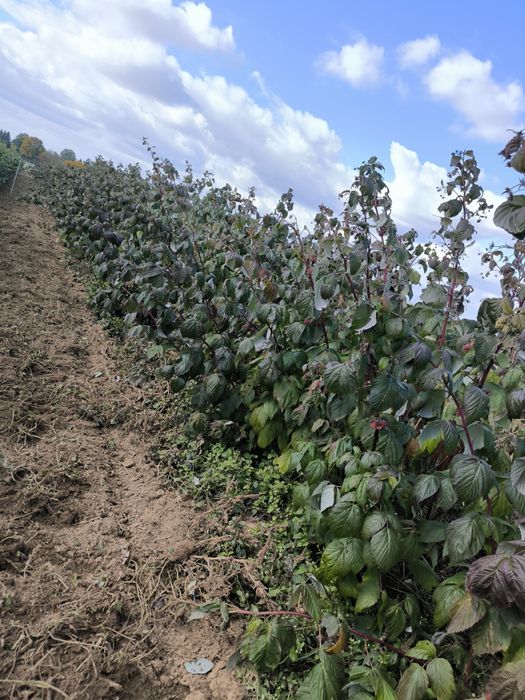 Sadzonki flance maliny jesiennej