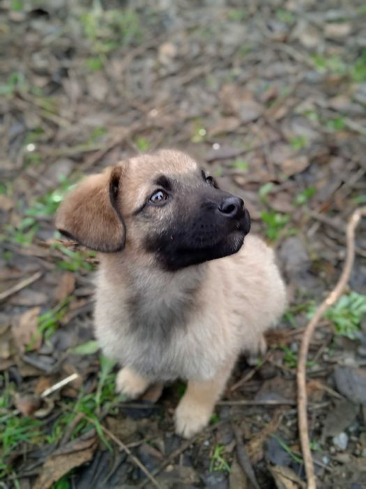 Цуценята в добрі руки!