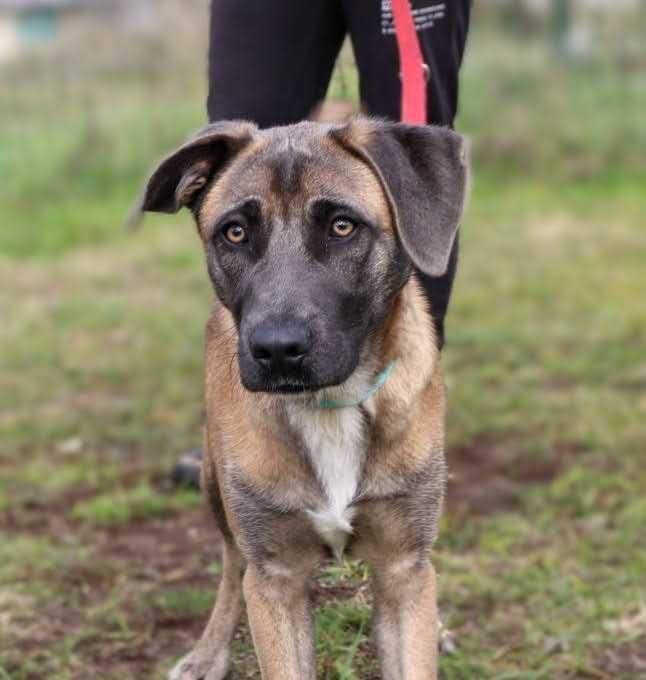 młody, śliczny pies do adopcji
