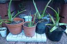 Cato Aloe vera envasados