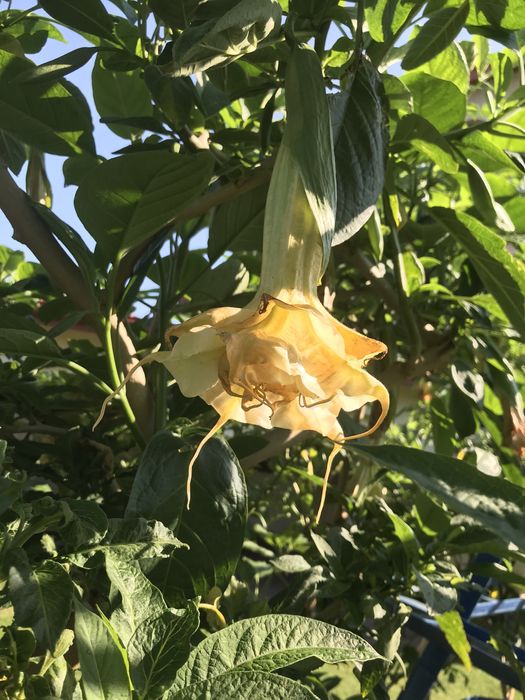 Datura -pna  patyki do ukorzenienia