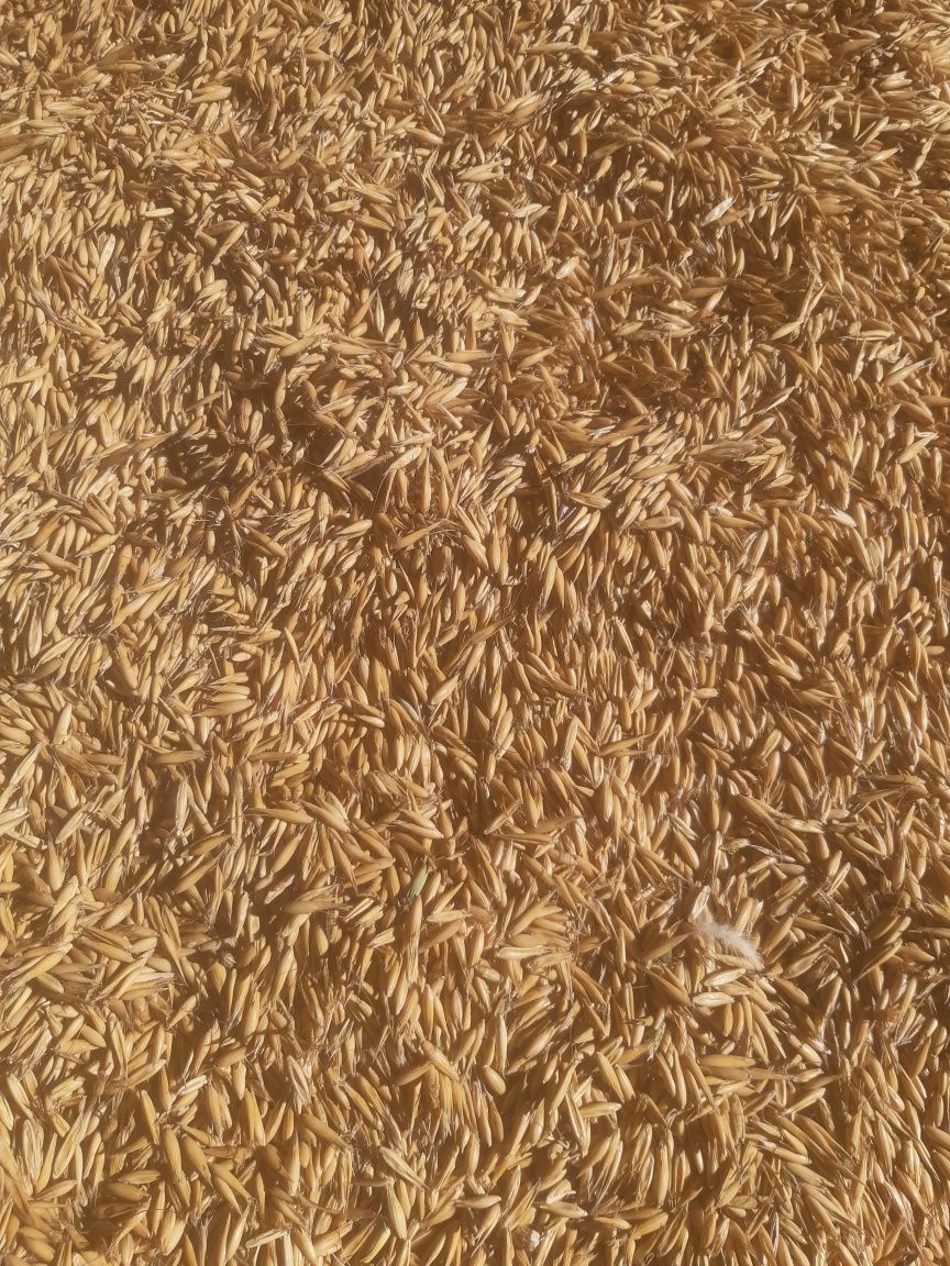 Sprzedam owies...