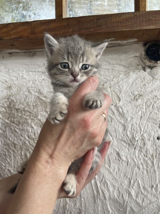 Гарненькі кошенята (2шт, дівчата/1 хлопчик ) шукають люблячу сімʼю