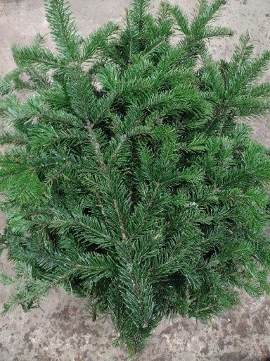 Gałązki jodły kaukazkiej 10 kg